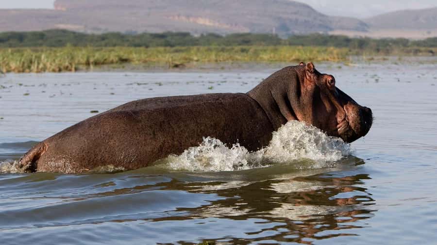 Day Trip: Hell's Gate Bike Ride & Lake Naivasha Boat Ride - A flexible choice: bike ride or game drive