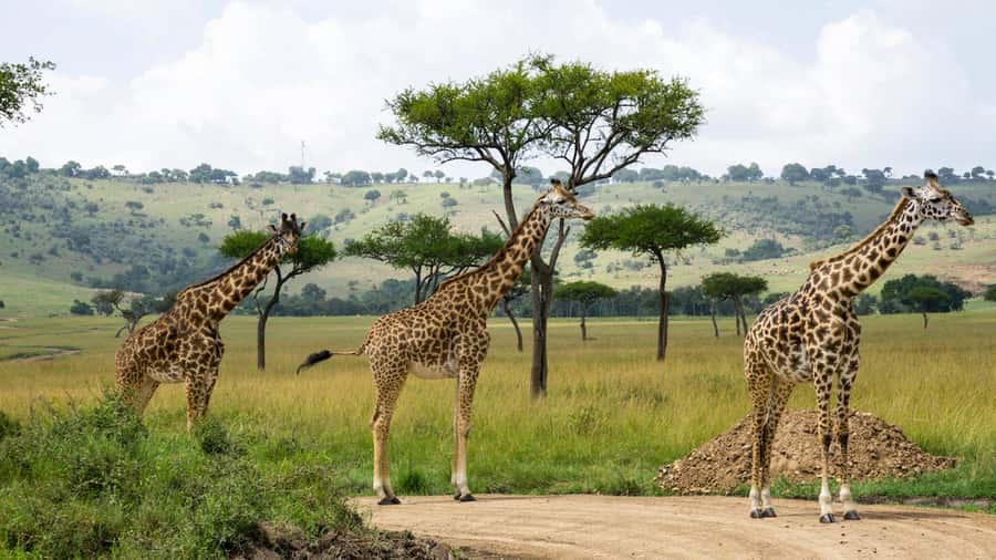 Day Trip: Hell's Gate Bike Ride & Lake Naivasha Boat Ride - Lake Naivasha by boat