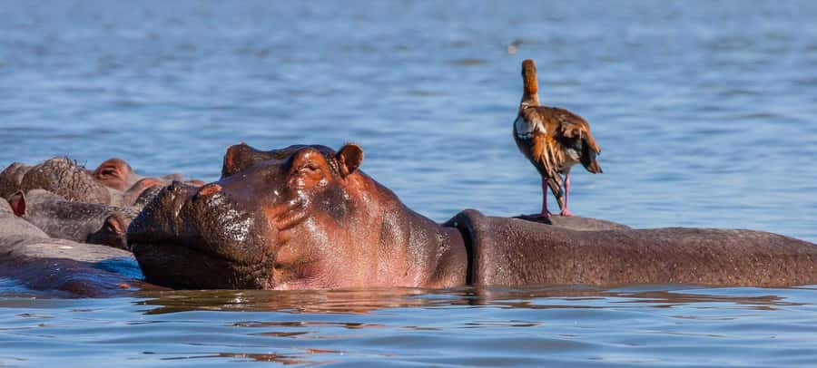 Day Trip: Hell's Gate Bike Ride & Lake Naivasha Boat Ride - Transport, guides, and timing