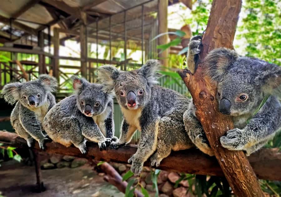 Day Trip: Rainforest & Aboriginal Culture Tour - The morning ride on the World War II Army Duck