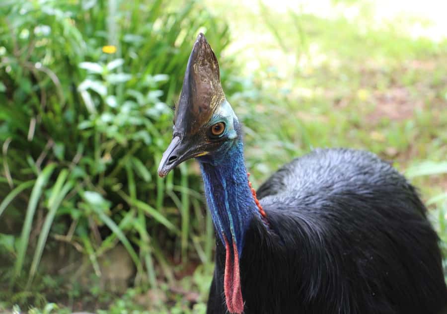 Day Trip: Rainforest & Aboriginal Culture Tour - Tropical fruit, ice cream, and lunch