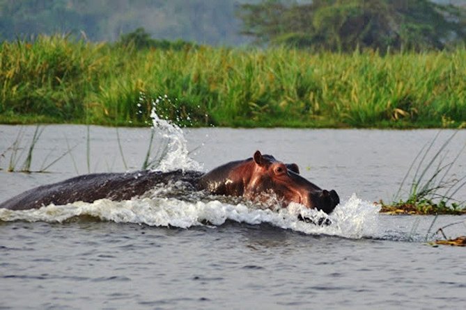 Day Trip Safari - Akagera National Park with Optional Lake Ihema Boat Safari - Why Akagera Makes a Strong Kigali Day Trip