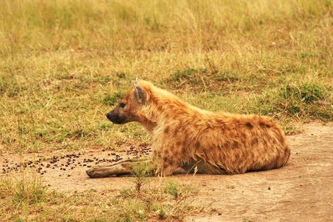 Day Trip Safari - Akagera National Park with Optional Lake Ihema Boat Safari - What the $99 Price Really Covers