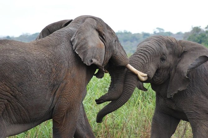 Day Trip Safari - Akagera National Park with Optional Lake Ihema Boat Safari - The Strongest Part of the Experience: Personal Guiding