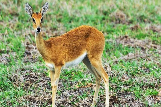 Day Trip Safari - Akagera National Park with Optional Lake Ihema Boat Safari - The Pop-Roof Vehicle and Guide Matter