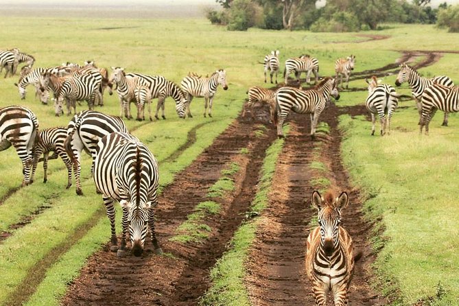 day trip tarangire - Why Tarangire makes sense for a one-day safari