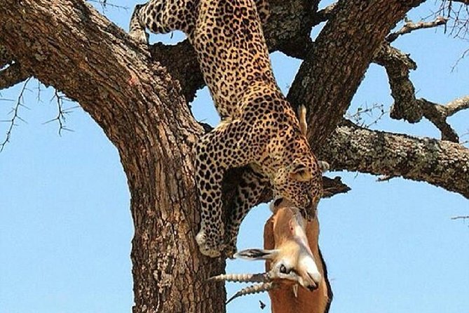 day trip tarangire - How the $270 price measures up