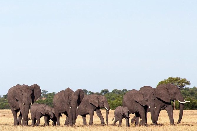day trip tarangire - The practical limits of a short safari