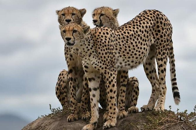 day trip tarangire - Who will get the most from this Tarangire day trip
