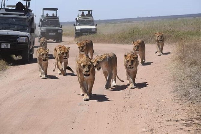 day trip tarangire - A full game drive inside Tarangire National Park