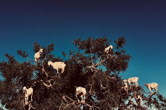 DAY TRIP TO ESSAOUIRA FROM MARRAKECH - What the roadside stops add to the day