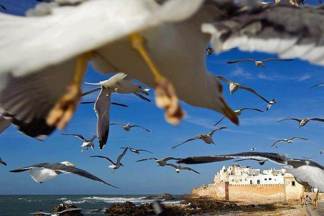 Day trip to Essaouira the portuguese town from Agadir or Taghazout - Lunch is flexible, but not included
