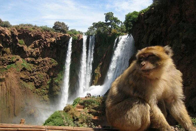 Day Trip To Ouzoud Waterfalls (Guide Hike & Boat are options) - Meeting the monkeys along the trail