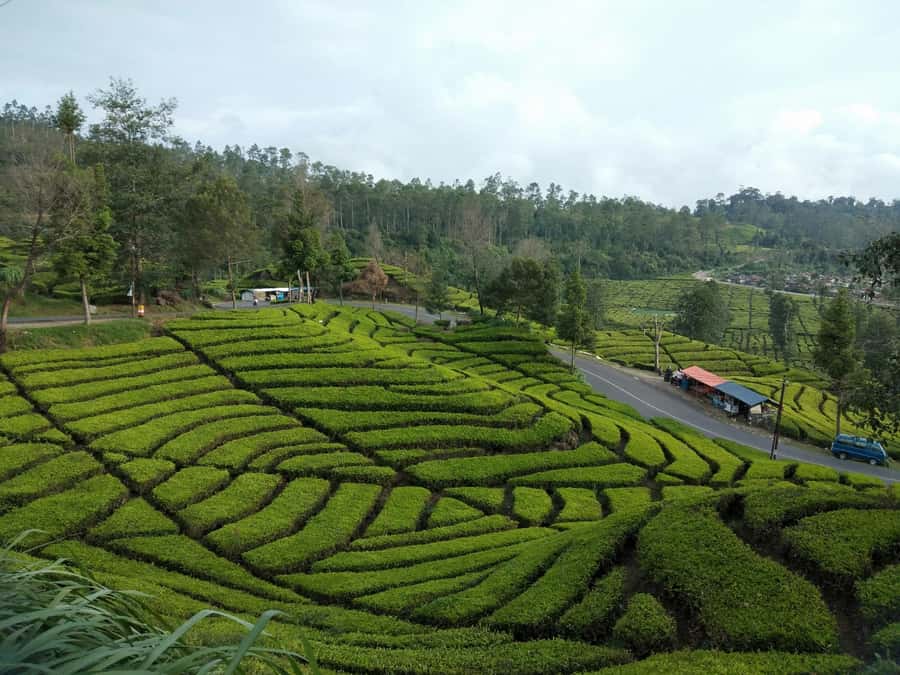 Day Trip Volcano White Crater Ciwidey Bandung - Tour Guide - Starting from Bandung, Jakarta, or Bogor