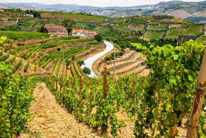 Douro Valley Private Day Trip including Boat Ride & Wine Tasting - Who should book this Douro day trip?