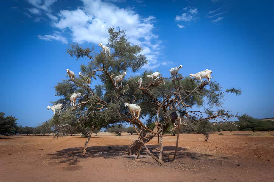 Essaouira Day Trip from Agadir - Why Essaouira is worth the long ride