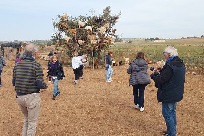 Essaouira day trip from Agadir & Taghazout - Taghazout and Tamri beach