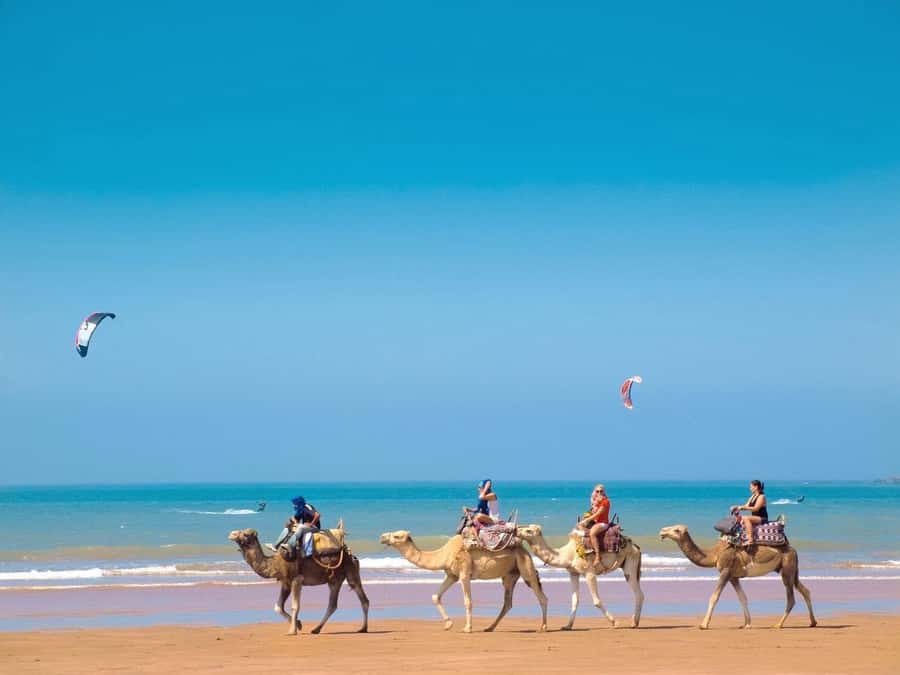 Essaouira Day Trip from Marrakech _ medina, old port - Is the Essaouira Day Trip Worth Booking?