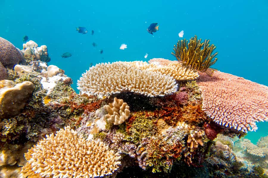 Fiji: Captain Cook Cruises - Island & Reef Day Trip - How the day suits families and mixed abilities