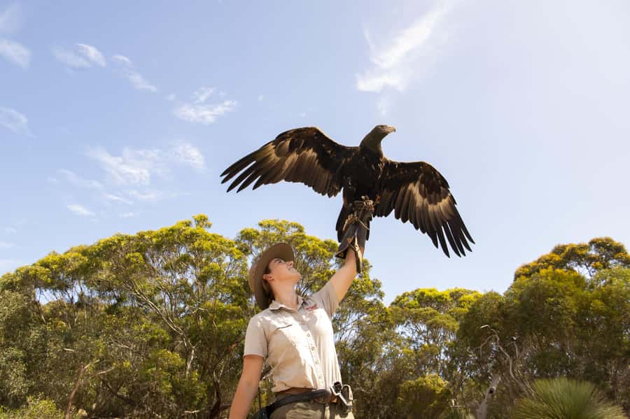 From Adelaide: Kangaroo Island Sip and See Day Trip - Clifford’s Honey Farm and Ligurian honey