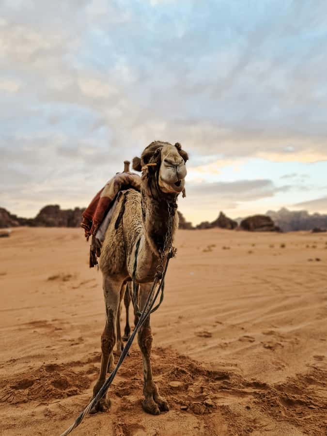 From Agadir: Sahara Desert Day Trip and Camel Ride - Argan oil, pottery and local craft stops