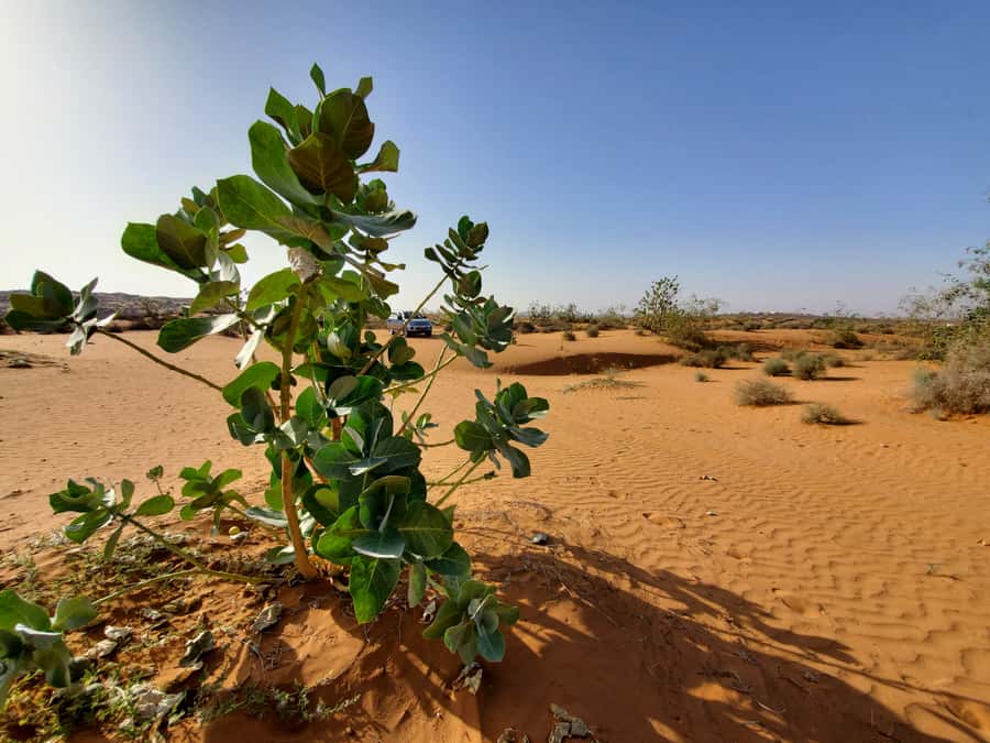 From Agadir: Sahara Desert Day Trip and Camel Ride - A family lunch with tagine, couscous and mint tea