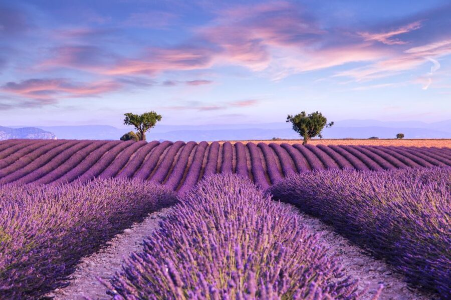 From Aix: Day Trip to Valensole Lavender Fields in Provence - Key points to know before you book