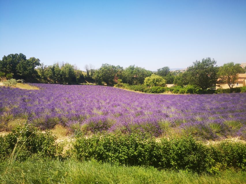From Aix: Day Trip to Valensole Lavender Fields in Provence - What the lavender road gives you