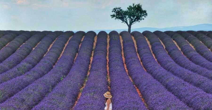 From Aix: Day Trip to Valensole Lavender Fields in Provence - Inside a local lavender distillery