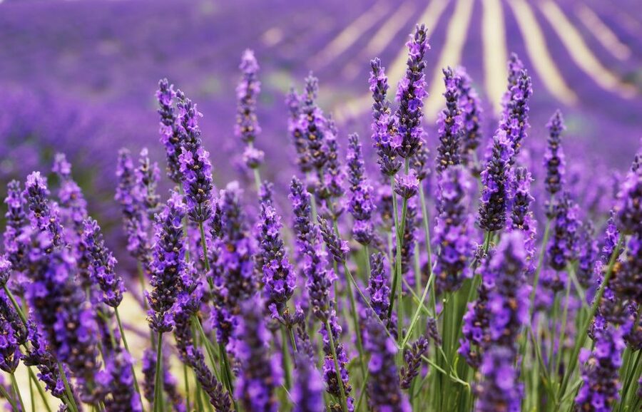From Aix: Day Trip to Valensole Lavender Fields in Provence - Ninety minutes among lavender and sunflowers