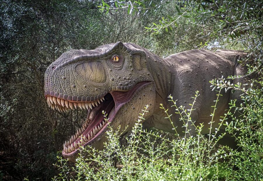 From Alcúdia: Dinosaurland and Hams' Caves Half-Day Trip - Leaving Alcúdia in an air-conditioned coach