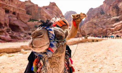 From Amman: Private Petra Day Trip with Guide