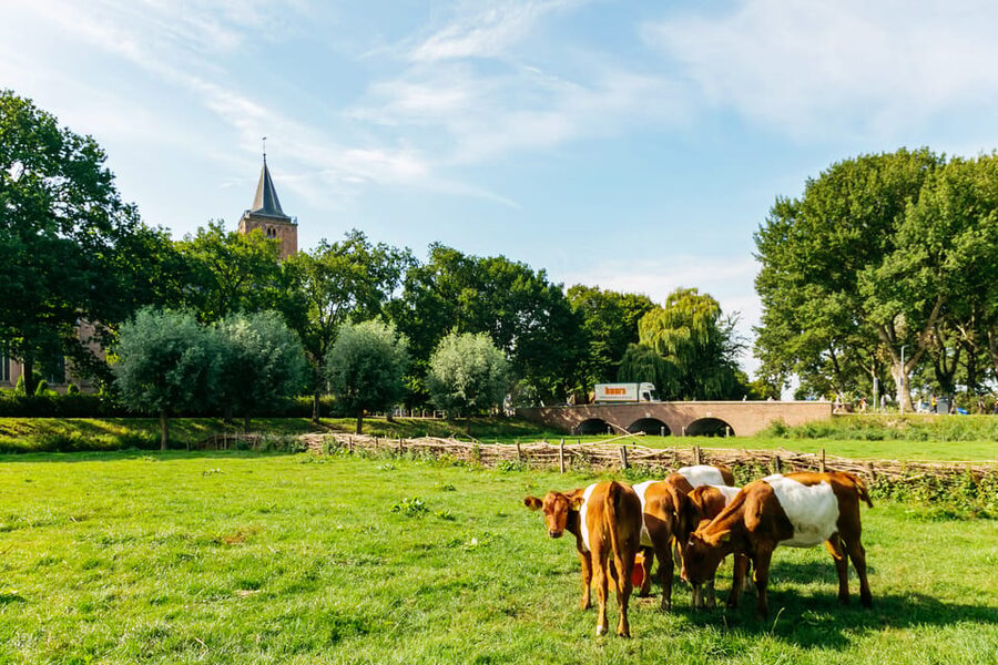 From Amsterdam: Zaanse Schans, Edam, & Marken Full-Day Trip - Volendam: make the harbor your own