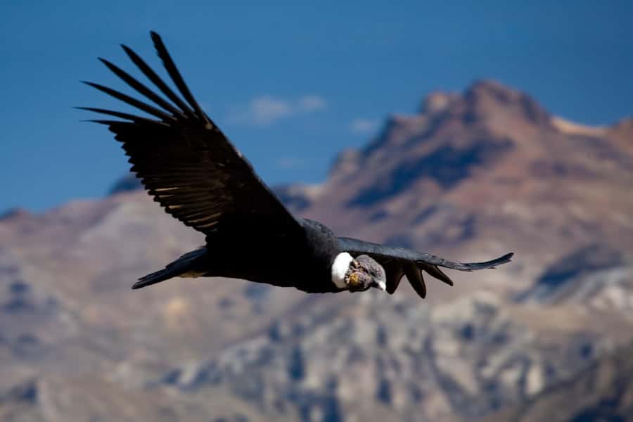 From Arequipa: Colca Canyon Day Trip with Transfer to Puno - Chivay brings breakfast and local color