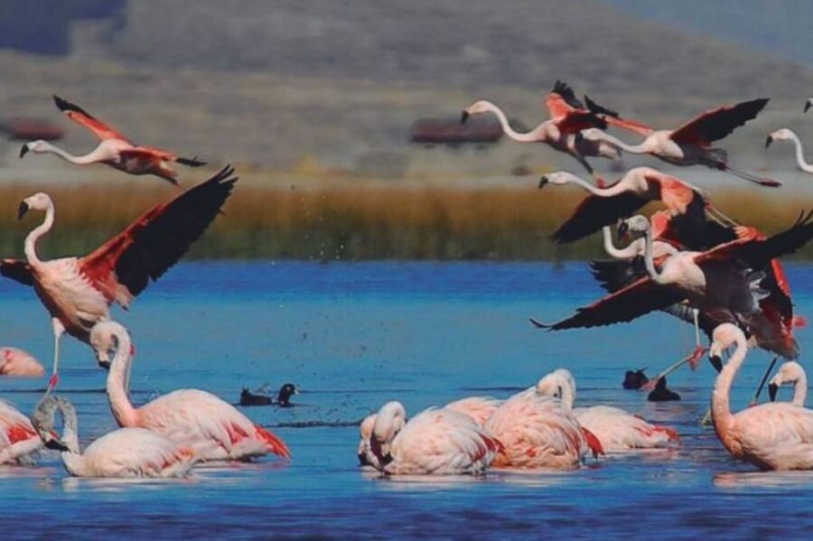 From Arequipa: Salinas Lagoon Full-Day Trip with Hot Springs - Who should book this day trip