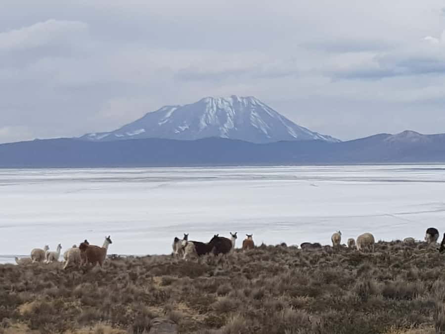 From Arequipa: Salinas Lagoon Full-Day Trip with Hot Springs - The early pickup and road to Chiguata