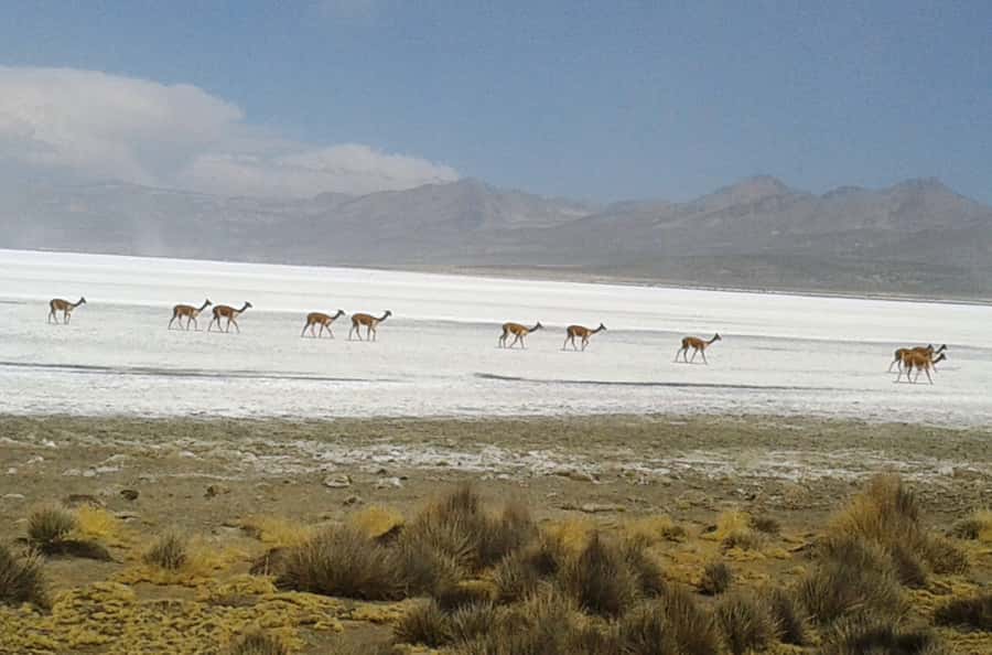 From Arequipa: Salinas Lagoon Full-Day Trip with Hot Springs - Salinas Lagoon, salt, mirrors, and flamingos