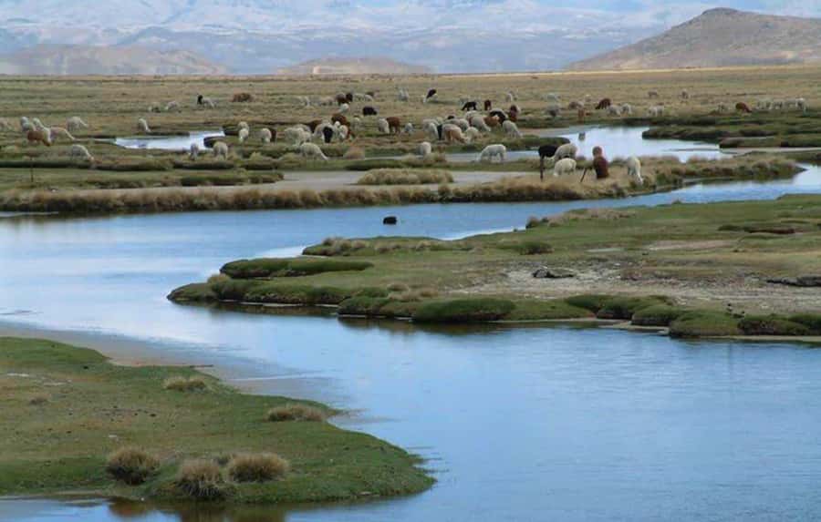 From Arequipa: Salinas Lagoon Full-Day Trip with Hot Springs - Lojen Hot Springs and the mini volcano
