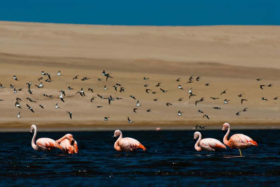 From Arequipa: Salinas Lagoon Full-Day Trip with Hot Springs - Lunch back in Chiguata