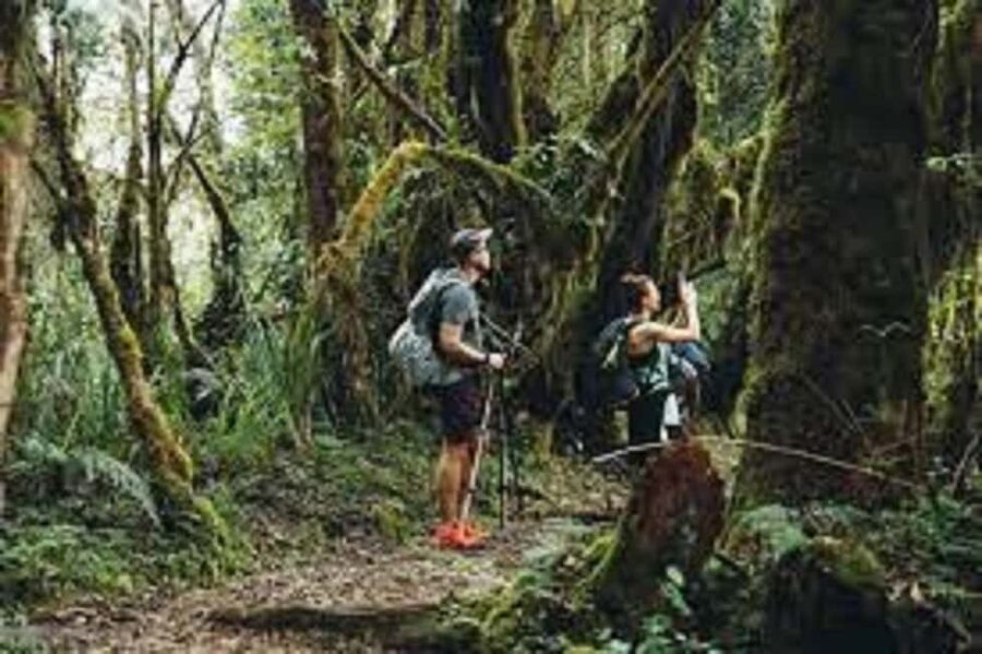 From Arusha/Moshi: Kilimanjaro Hike Marangu Route Day Trip - Key points to know before you book