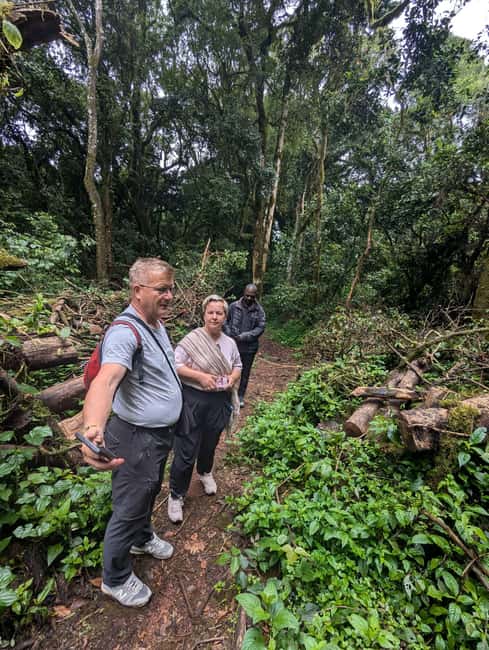 From Arusha/Moshi: Kilimanjaro Hike Marangu Route Day Trip - Through the Kilimanjaro rainforest