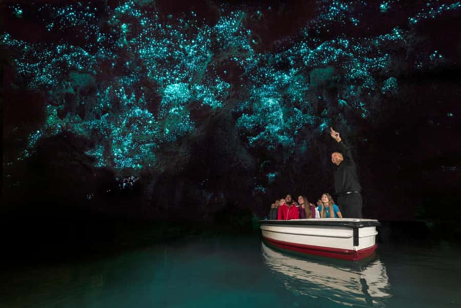 From Auckland: Day Trip to Waitomo Glow Worm Caves - The long road south from Auckland