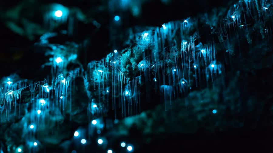 From Auckland: Day Trip to Waitomo Glow Worm Caves - A short pause at Waitomo Homestead