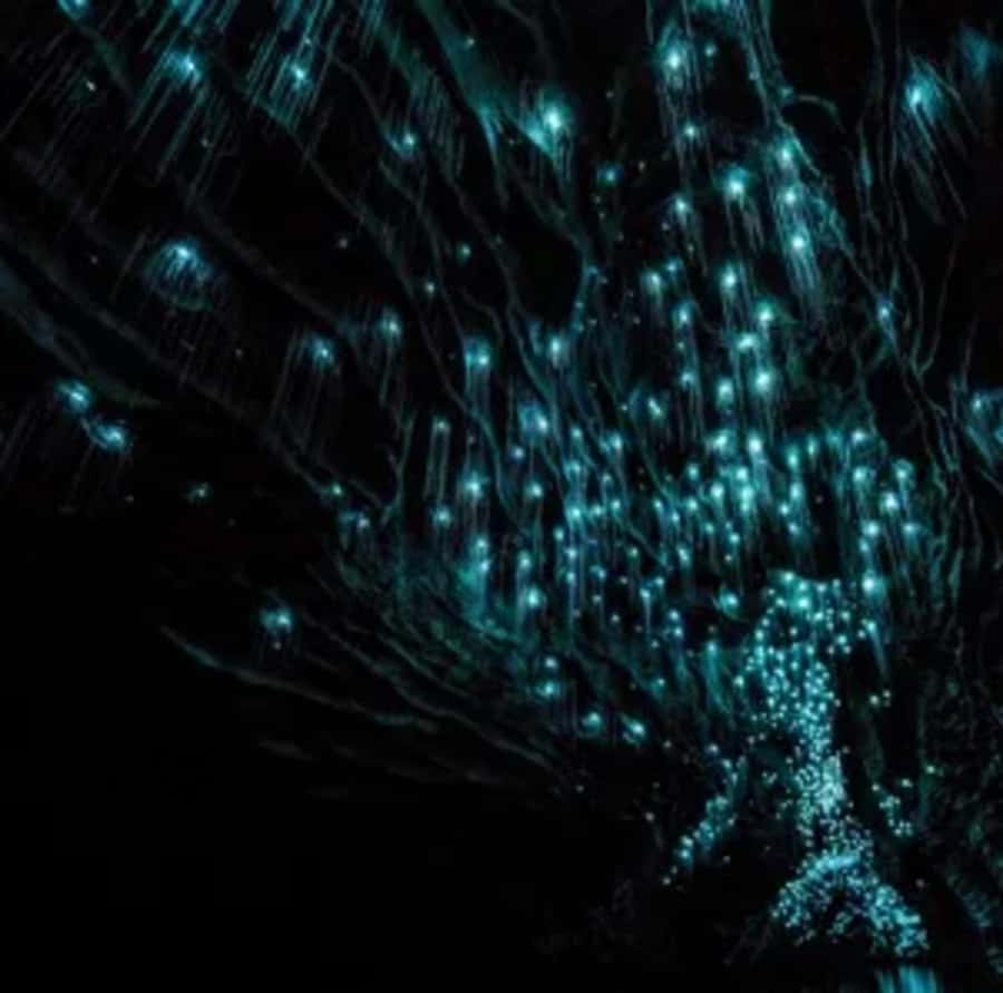 From Auckland: Day Trip to Waitomo Glow Worm Caves - What the guides add to the experience