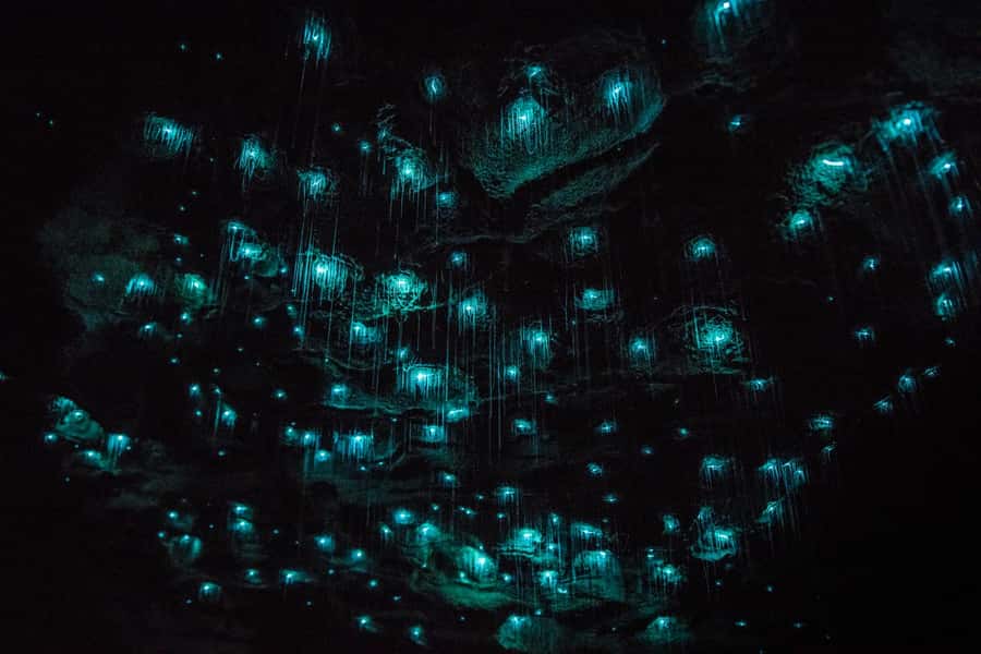From Auckland: Day Trip to Waitomo Glow Worm Caves - The return to Auckland