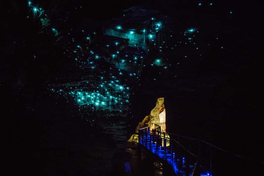 From Auckland: Day Trip to Waitomo Glow Worm Caves - Who should book this day trip?
