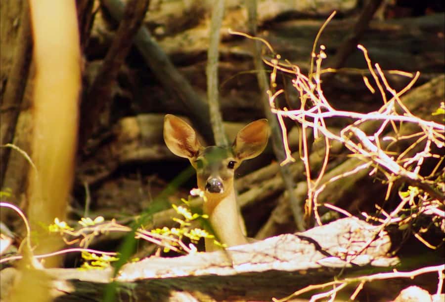 From Bacalar: Calakmul Ruins Expedition & Jungle Trek - Exploring the ancient city for about three hours