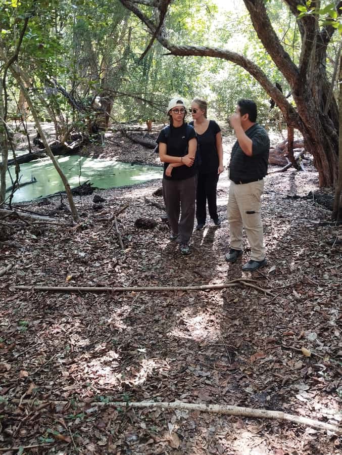 From Bacalar: Calakmul Ruins Expedition & Jungle Trek - The return drive and what the day feels like