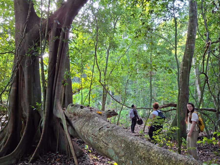 From Bacalar: Calakmul Ruins Expedition & Jungle Trek - The 6 a.m. pickup and the long road south