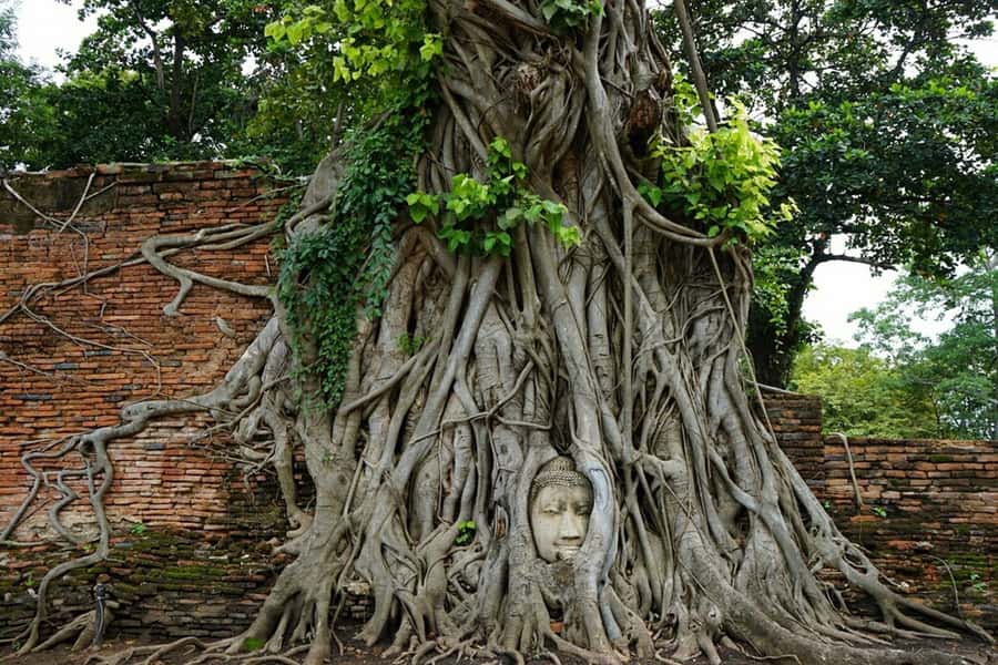 From Bangkok: Ayutthaya & Khao Yai National Park Day Trip - Wat Mahathat and the Buddha head in the banyan tree